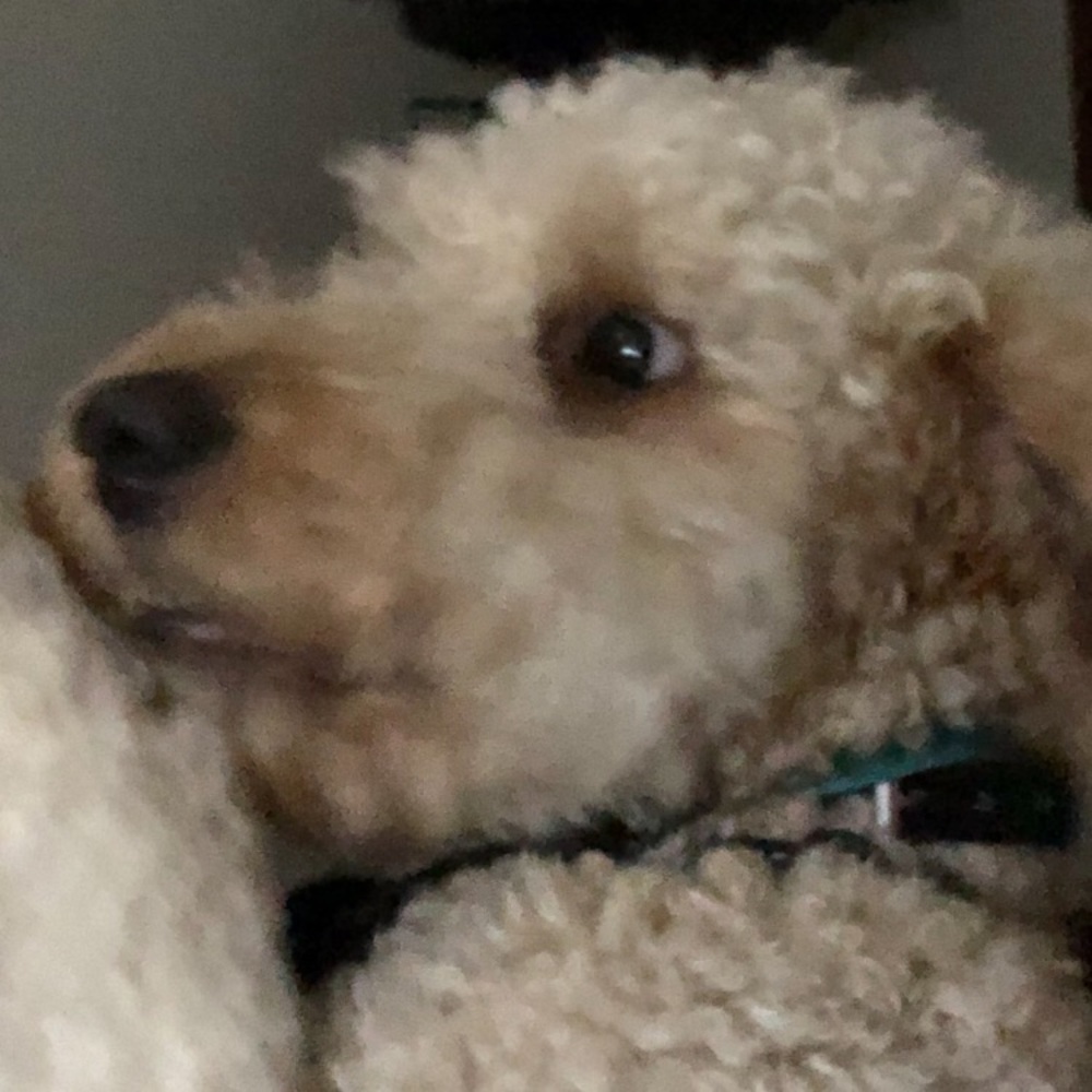 Meet your Posher, Josie